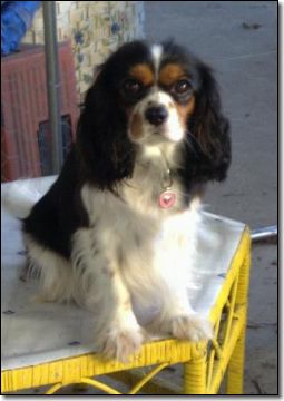 PENNY - Leolyn Penelope